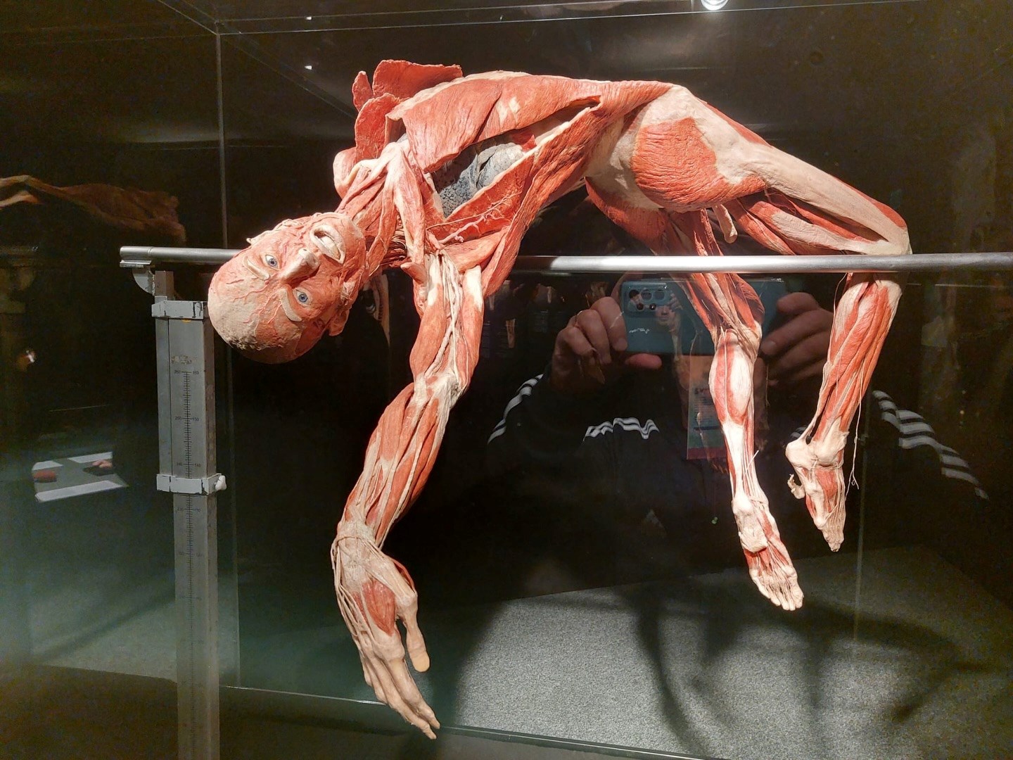 Deváťáci na výstavě Body Worlds v Praze